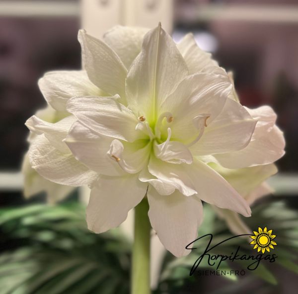 Amaryllis